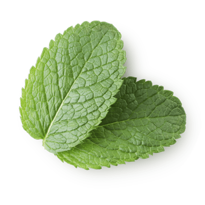 Estratto di menta